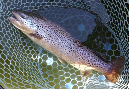 岸際のブラウンを狙い撃て ～岡崎トラウトポンド～